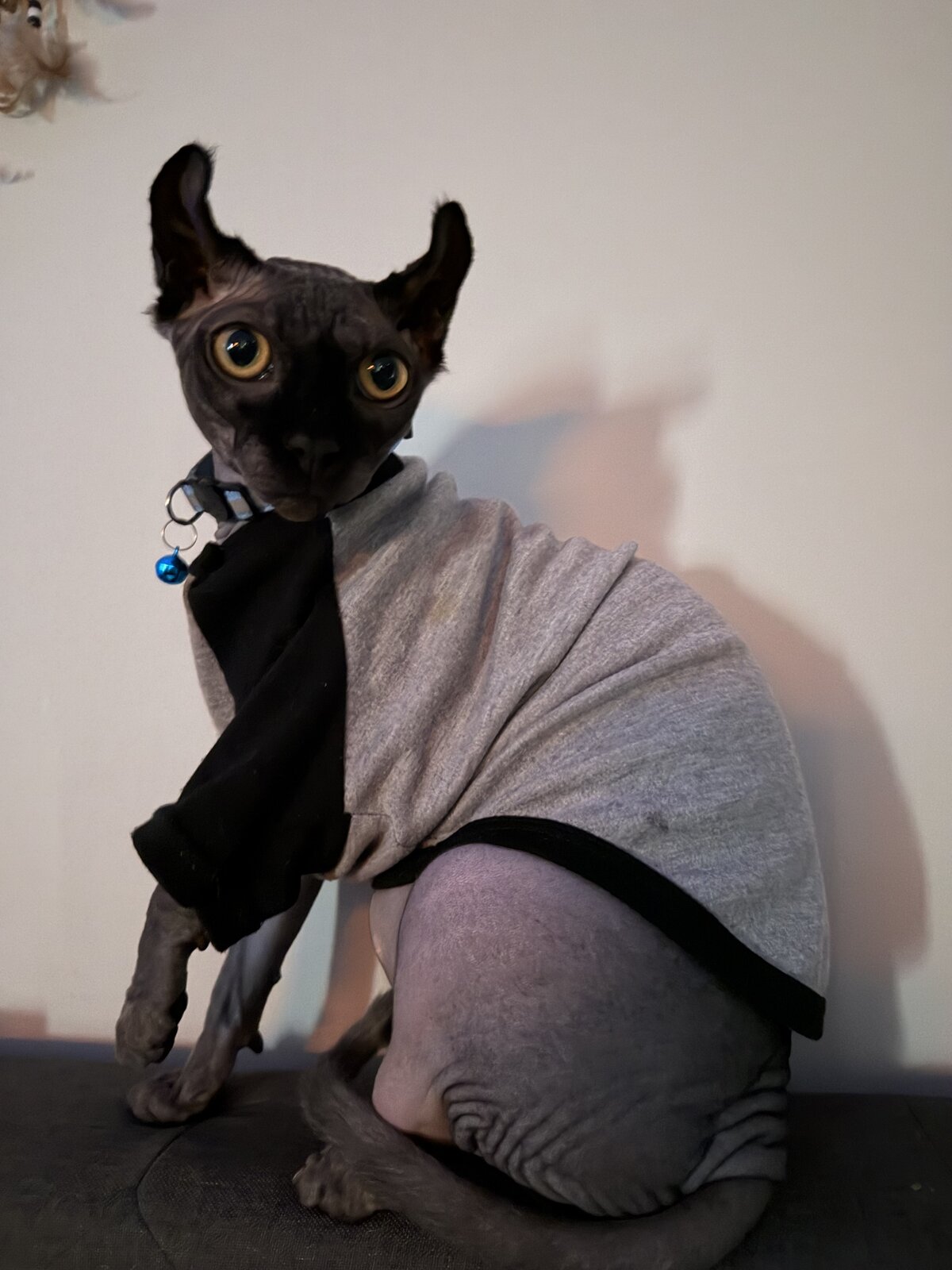 Anubis sitting upright in a grey and black shirt with a blue bell collar, staring straight into the camera