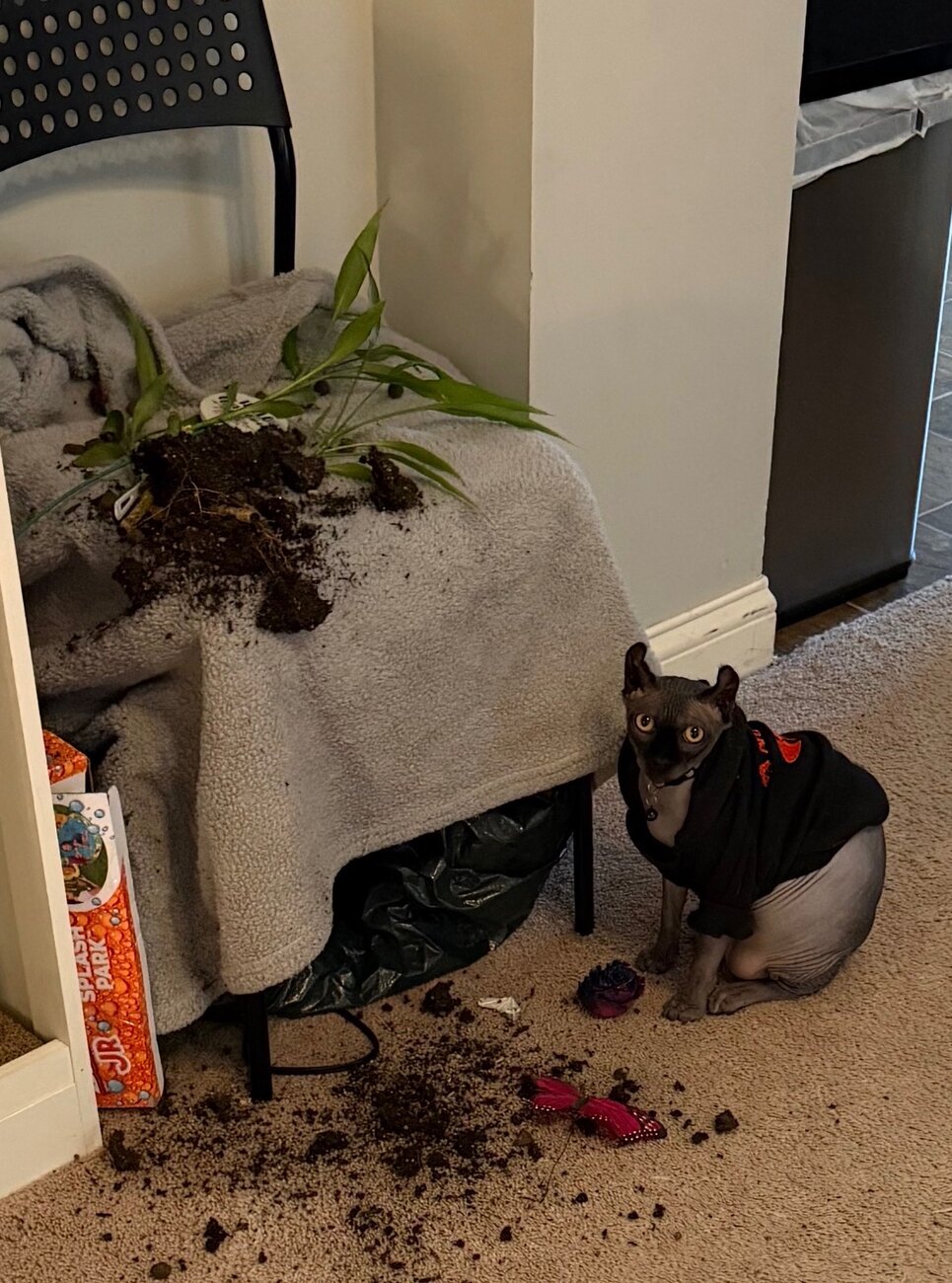 Anubis sitting beside a knocked-over plant, soil all over the floor, looking directly at the camera