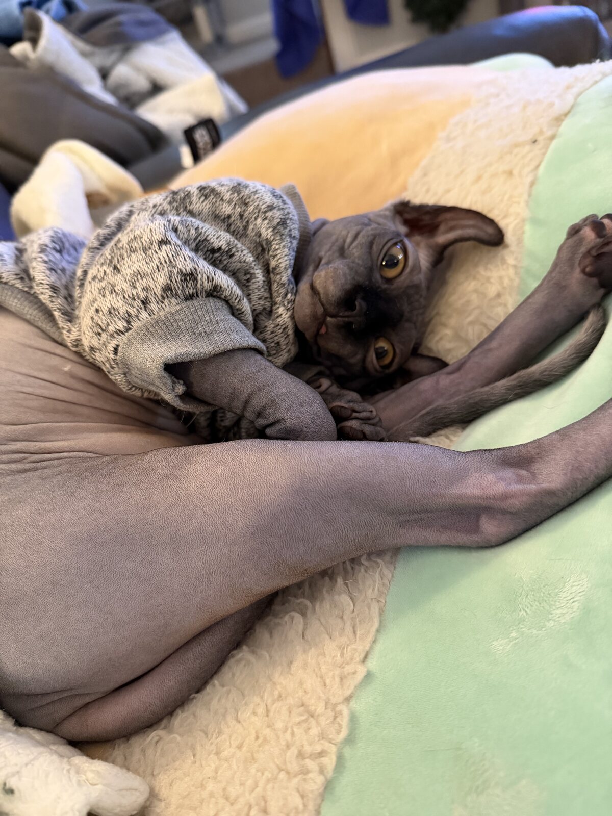 Anubis bundled neatly in a knit sweater, tucked into the crook of an arm