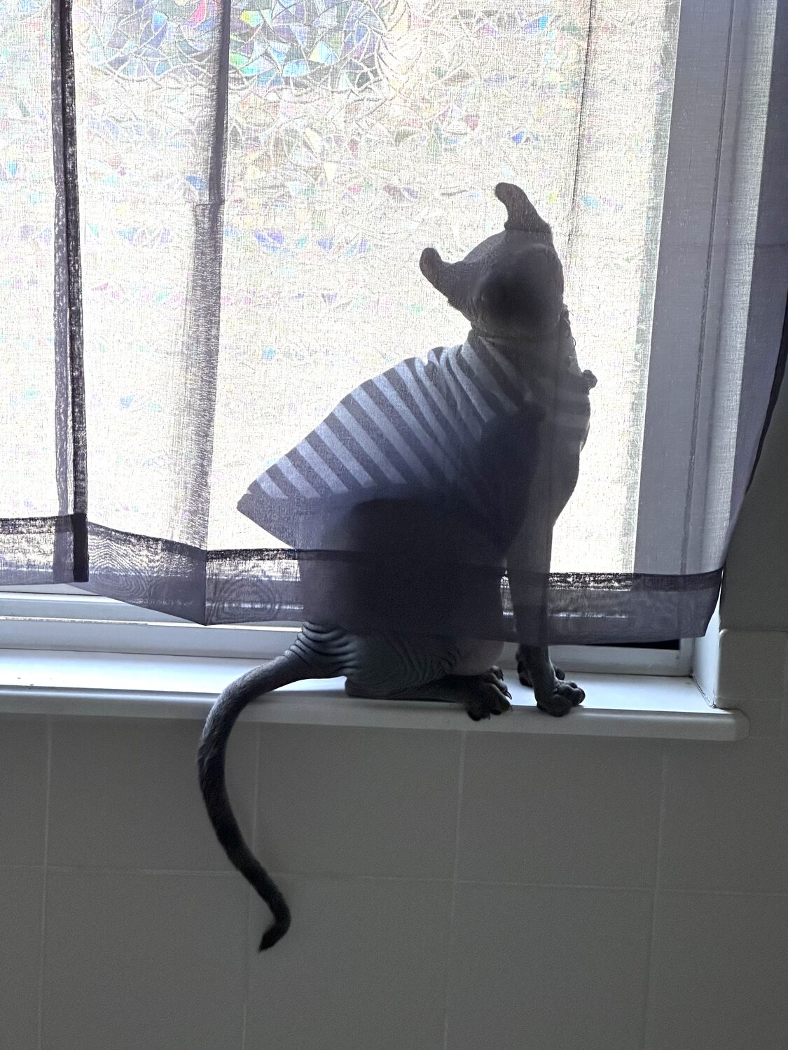 Anubis in silhouette at a bright window, sitting tall and staring out
