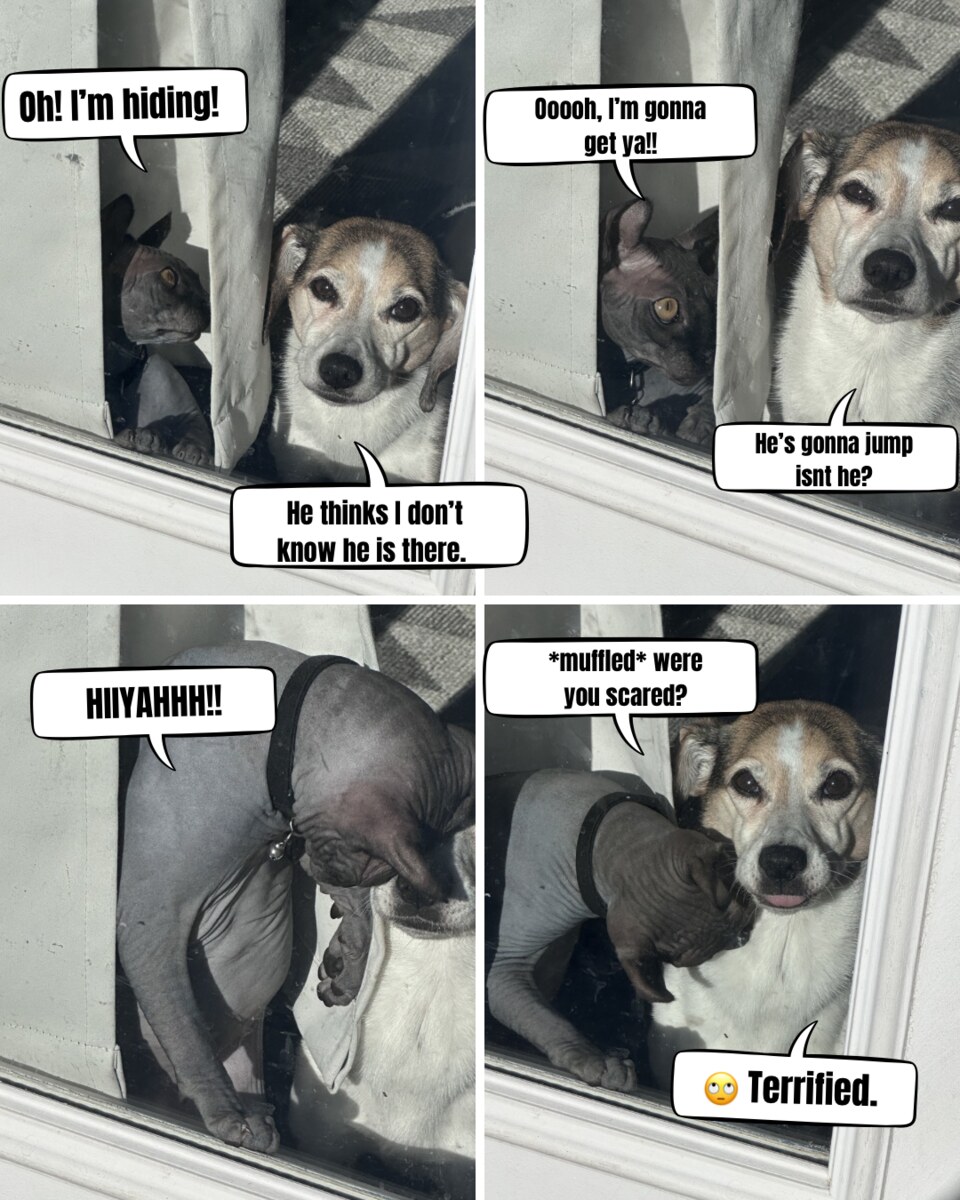 A four-panel comic where Anubis ambushes a patient dog, captioned like an improv scene